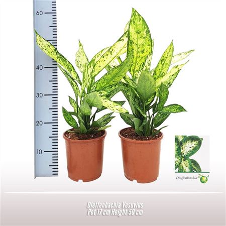Dieffenbachia Vesuvius