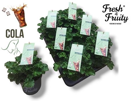 Pelargonium Frag Cola Fresh (fresh&fruity)