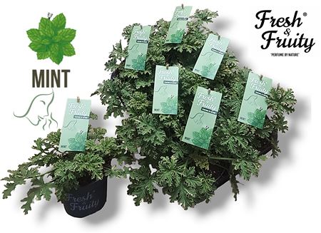 Pelargonium Frag Mint Fresh (fresh&fruity)