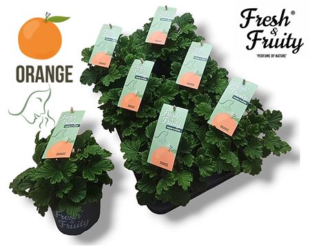 Pelargonium Frag Orange Fresh (fresh&fruity)