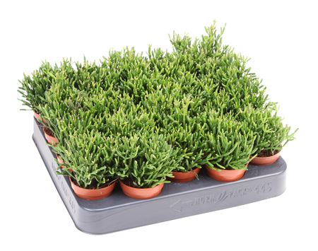 Рипсалис Бакцифера Хатиора