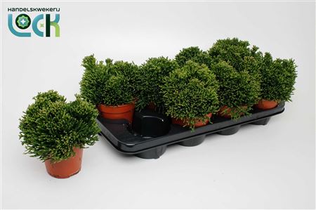 Hatiora Salicorniodes