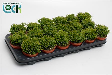 Hatiora Salicorniodes