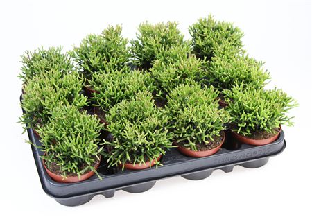 Rhipsalis Baccifera Hatiora