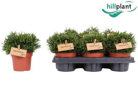 Hatiora Salicornioides