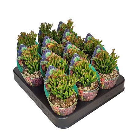Hatiora Salicornioides Potcover