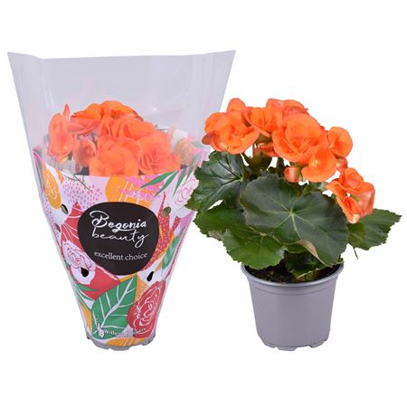 Begonia Dark Britt Orange