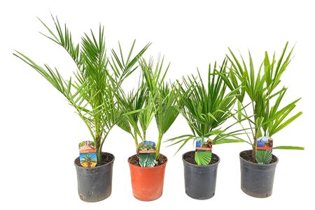 Palm Mix Chamaerops - Phoenix - Trachycarpus - Was