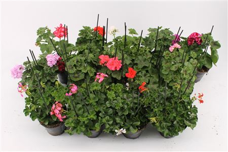 Pelargonium Peltatum Mix