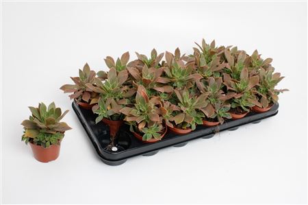 Aeonium Green