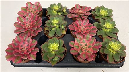 Aeonium Mix