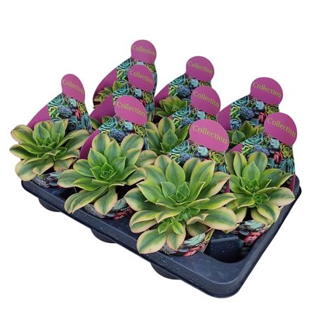 Aeonium Floresens Potcover