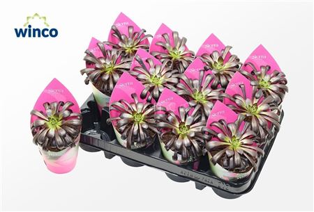 Aeonium Schwartzkopf