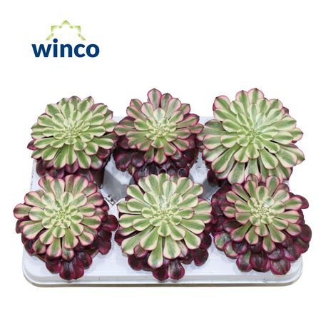 Эониум Красная Медь