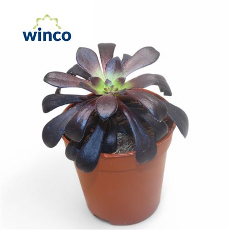 Aeonium Schwartzkopf