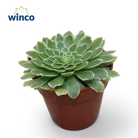 Эониум табилиформис Вариегата