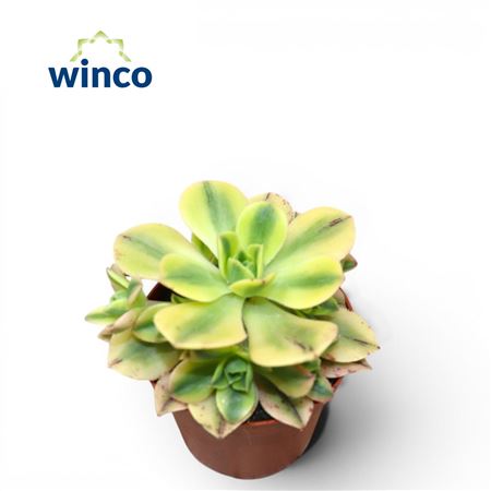 Aeonium Kiwi