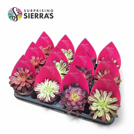 Aeonium Mix (эксклюзив) Sierra Collect