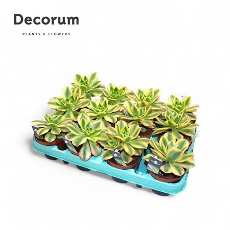 Aeonium Starburst (decorum) Decorum+steker