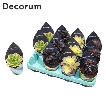 Aeonium Mix (decorum) Decorum Potcover