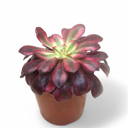 Aeonium Medusa.