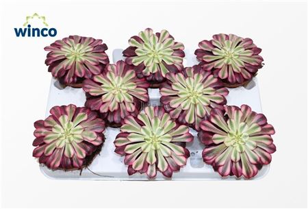 Aeonium Red Copper