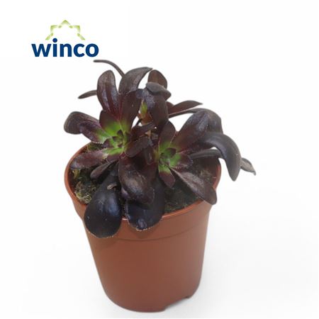 Aeonium Schwartzkopf Bonsai