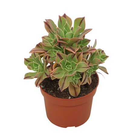 Aeonium Leucoblepharum 'red Stripe'