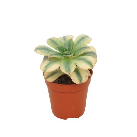 Aeonium Kiwi