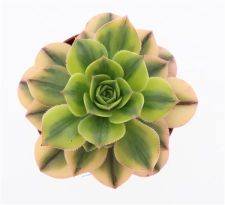 Aeonium Kiwi