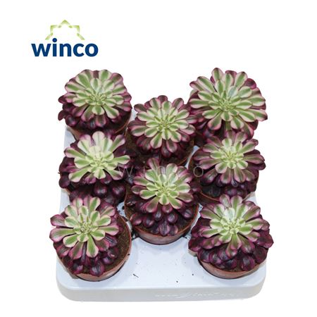 Aeonium Red Copper