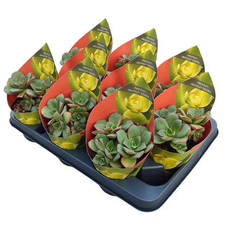 Aeonium Decorum Tricolor Potcover
