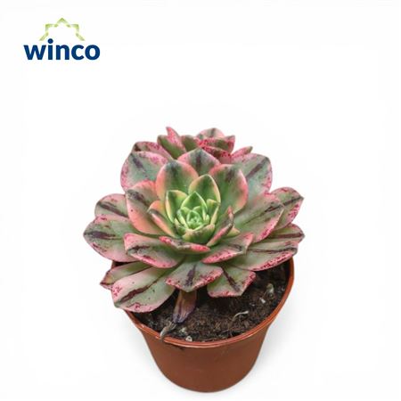 Aeonium Sweet Tea