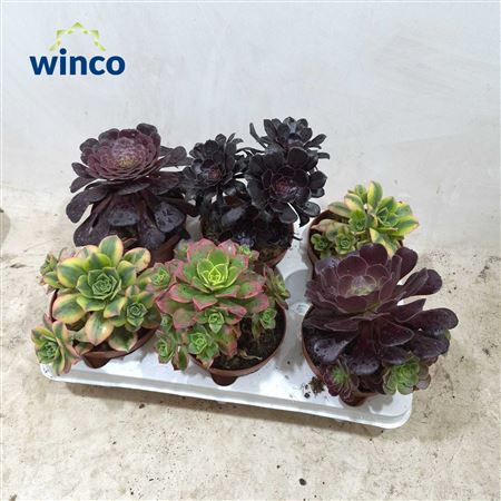 Aeonium Mix Deluxe