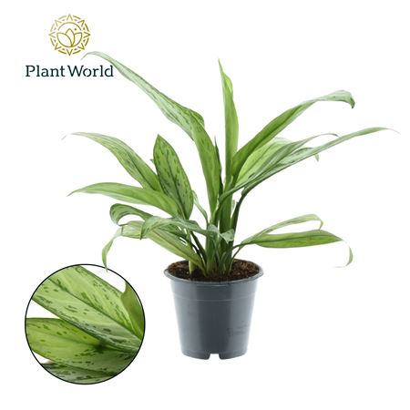 Aglaonema Silver Queen