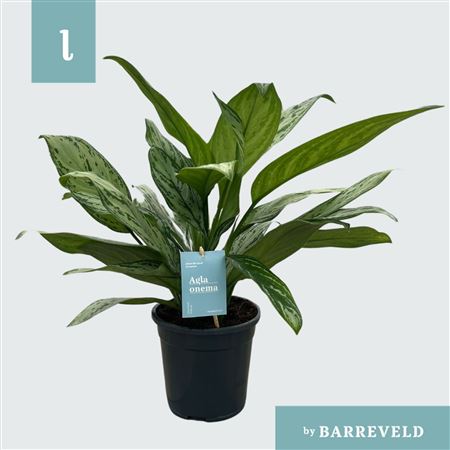 Aglaonema Silver Queen