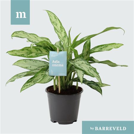 Aglaonema Silver Queen