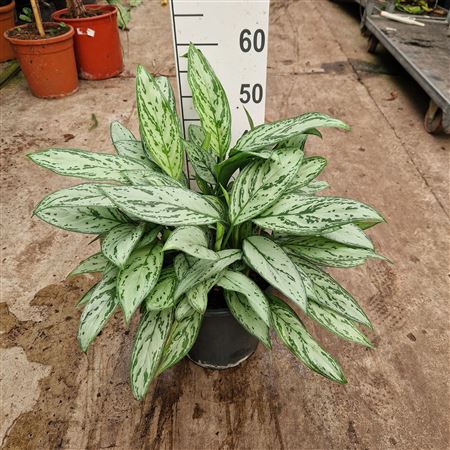 Aglaonema Silver Queen