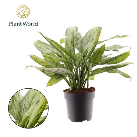 Aglaonema Silver Queen (decorum)