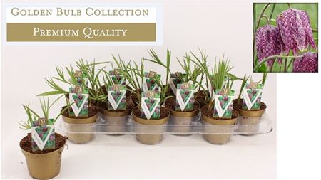 Fritillaria Meleagris (deluxe)