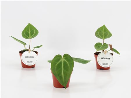 Anthurium Magnificum