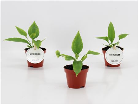 Anthurium Vittarifolium