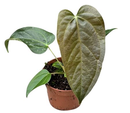 Anthurium Queen Of Hearts