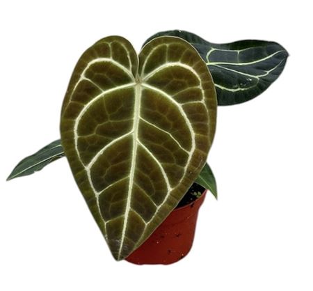 Anthurium Regale