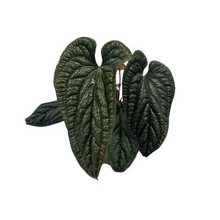 Anthurium Luxurians X Radicans