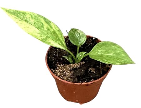 Anthurium Vittarifolium Variegata