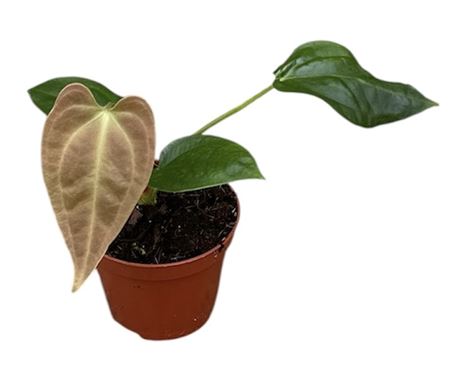 Anthurium Napo