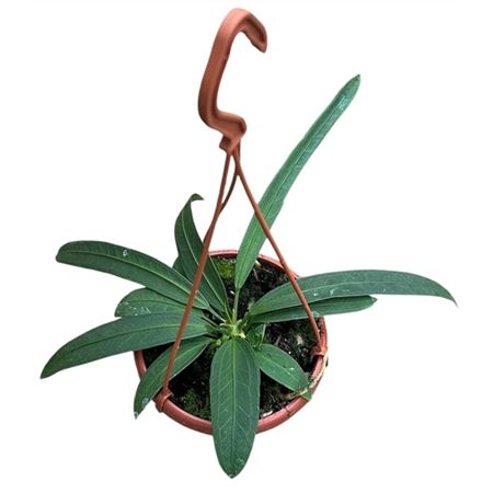 Anthurium Vittarifolium