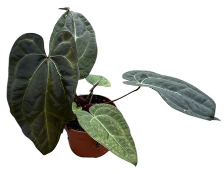 Anthurium Darkie