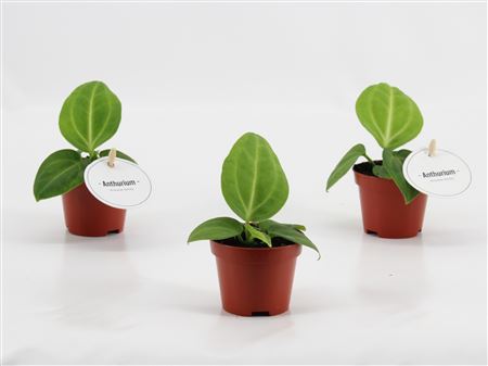 Anthurium Villenaorum
